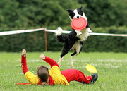 hondenfrisbee