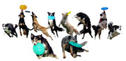 hondenfrisbee
