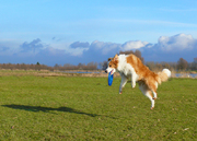 hondenfrisbee