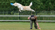 hondenfrisbee