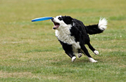 hondenfrisbee