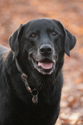 97 manieren om je hond te laten lachen