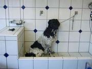 Wassen van de hond.