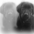 Kinderen en honden