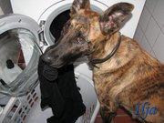 servicehond