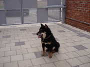 1ste Nederlandstalig boek over de Shiba Inu