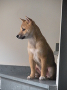 1ste Nederlandstalig boek over de Shiba Inu