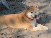 1ste Nederlandstalig boek over de Shiba Inu