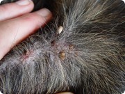informatie over teken en andere ziekte overbrengende insecten (vakantie)