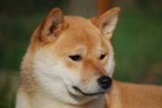 1ste Nederlandstalig boek over de Shiba Inu