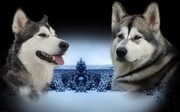 De alfawolf is achterhaald