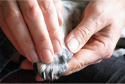 TTouch® je hond!