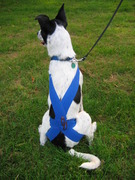 TTouch® je hond!