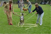 TTouch® je hond!