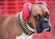 Moppen over honden