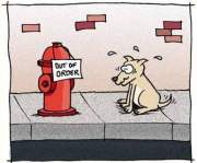 Moppen over honden