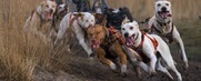 sledehonden sport