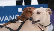 sledehonden sport