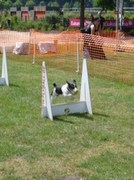 Flyball