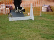 Flyball