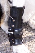 Artrose bij honden