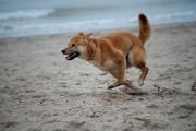 1ste Nederlandstalig boek over de Shiba Inu