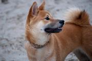 1ste Nederlandstalig boek over de Shiba Inu