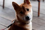 1ste Nederlandstalig boek over de Shiba Inu