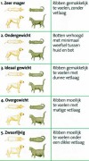 Overgewicht bij de hond