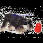 Intelligente speeltjes voor de hond