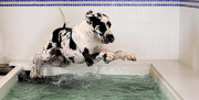 Hydrotherapie