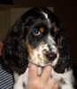 Engelse Springer Spaniel fokker
