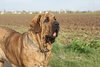 Fila Brasileiro fokker