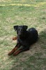 Beauceron fokker