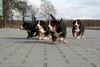 Grote Zwitserse Sennenhond fokker