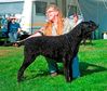 Curly Coated Retriever fokker