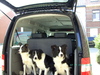Border Collie fokker