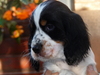 Engelse Springer Spaniel fokker