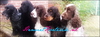 Engelse Cocker Spaniel fokker