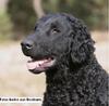 Curly Coated Retriever fokker
