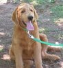 Labrador fokker