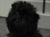 Affenpinscher fokker