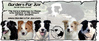 Border Collie fokker