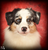 Australian Shepherd fokker