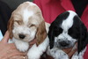 Engelse Cocker Spaniel fokker