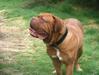 Bordeauxdog fokker
