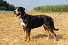 Grote Zwitserse Sennenhond fokker
