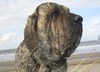 Fila Brasileiro fokker