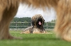 Briard fokker