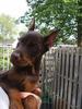 Dobermann fokker